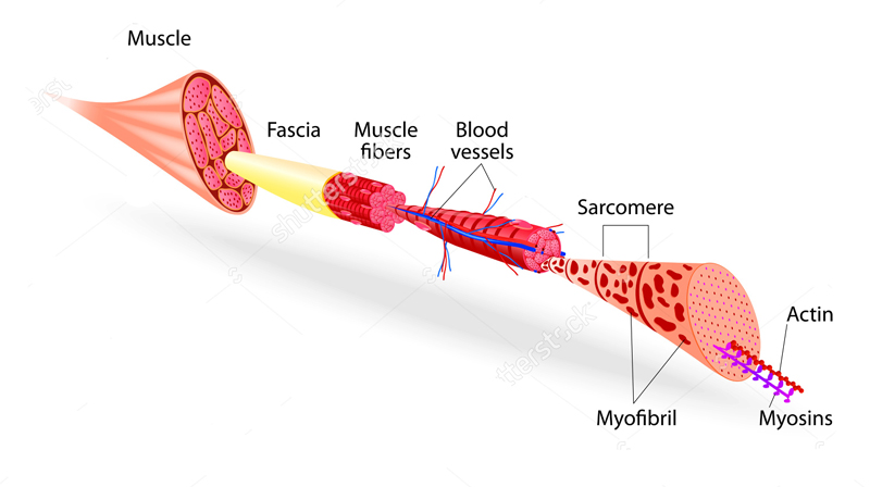 struttura-muscolare