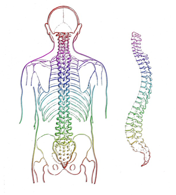 colonna vertebrale