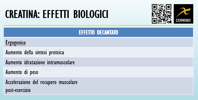 creatina effetti biologici