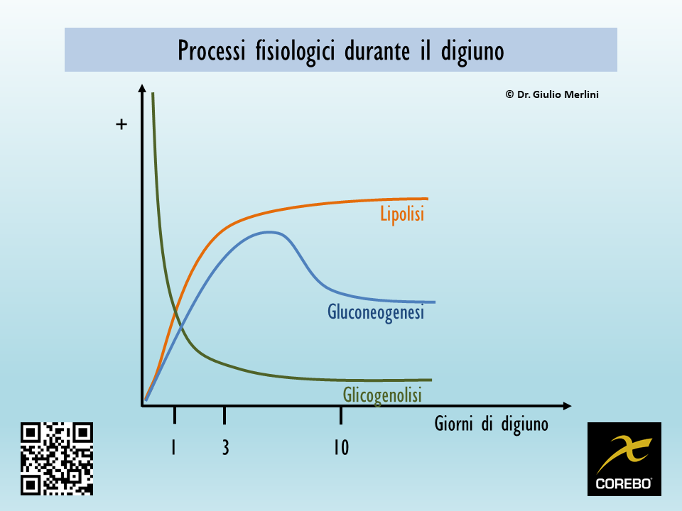 fisiologia del digiuno