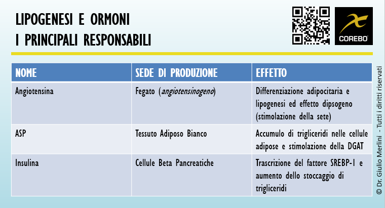 acidi grassi lipogenesi