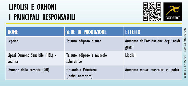 acidi grassi lipolisi