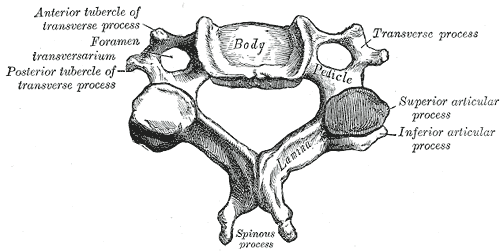 colonna vertebrale vertebra