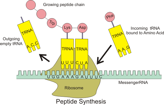 sintesi proteica biochimica