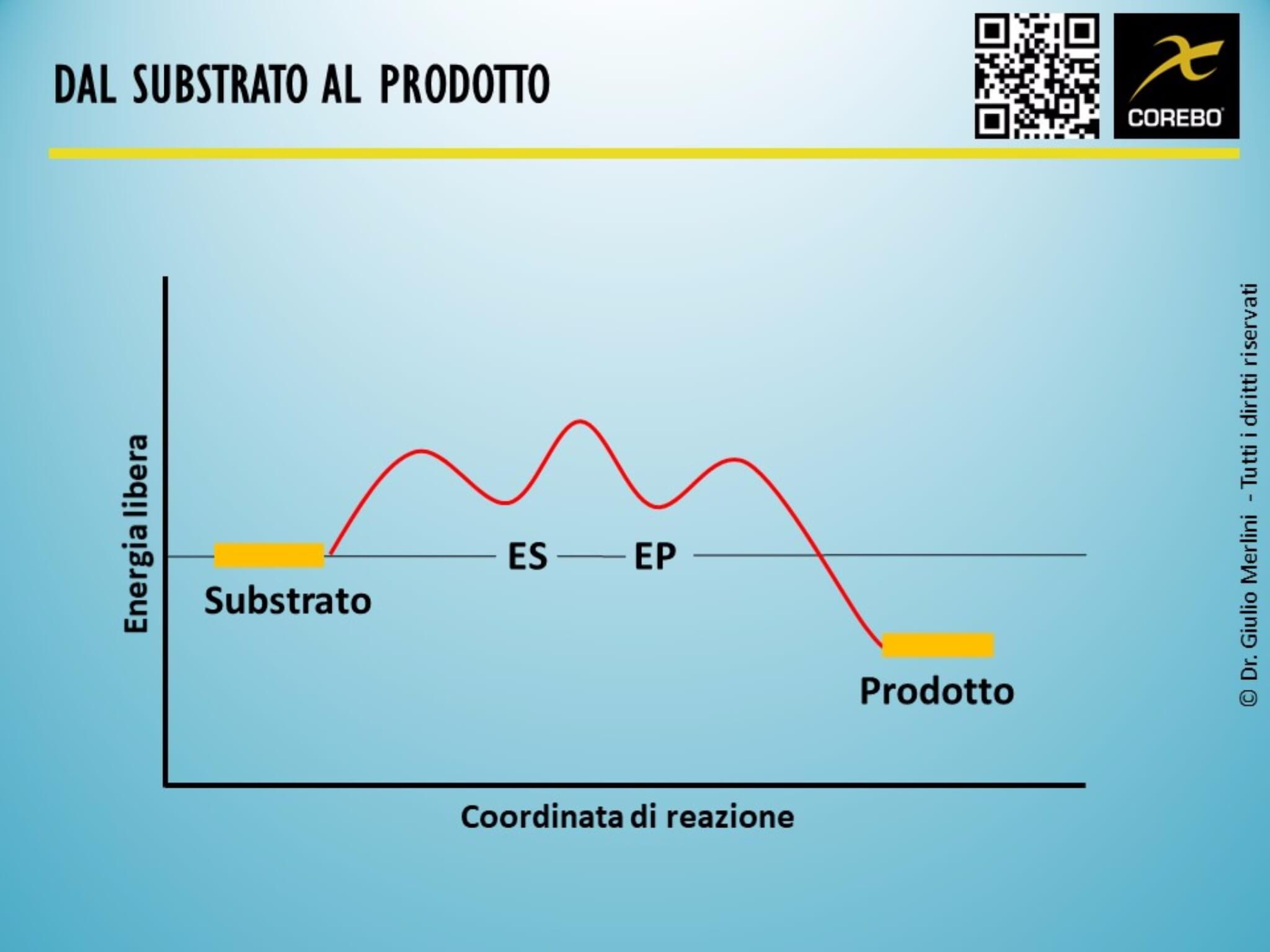 enzimi substrato e prodotto