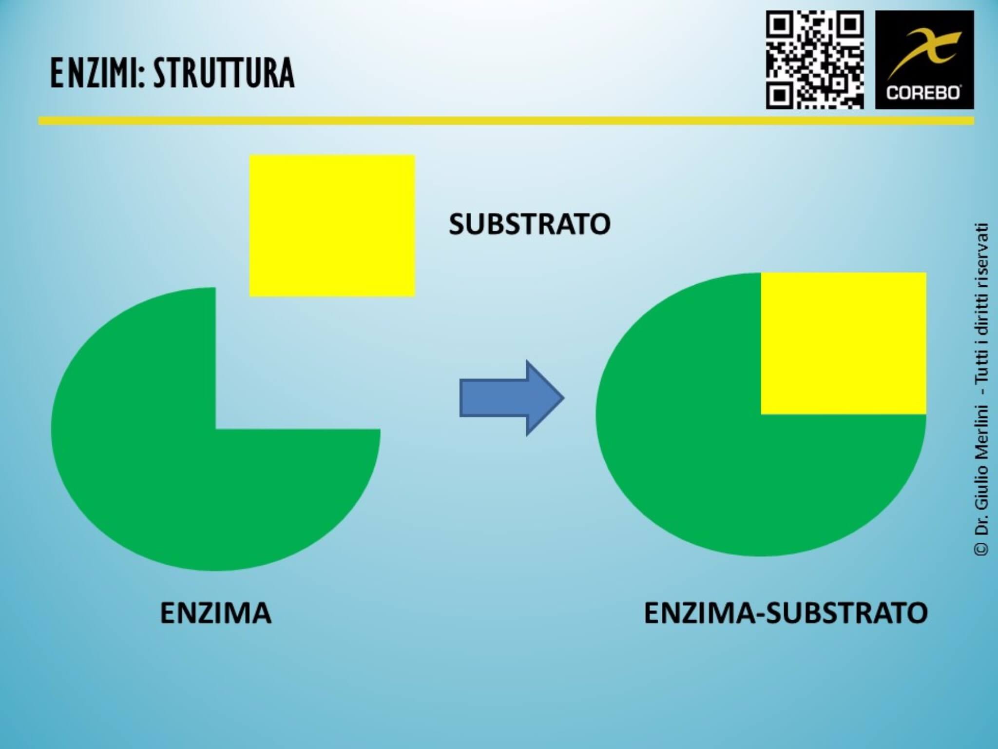 la struttura degli enzimi