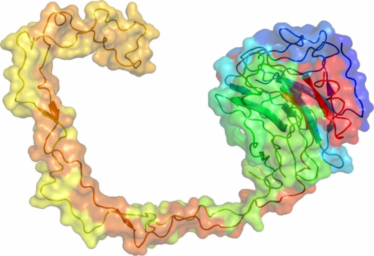 A Cosa Serve Il Reticolo Endoplasmatico