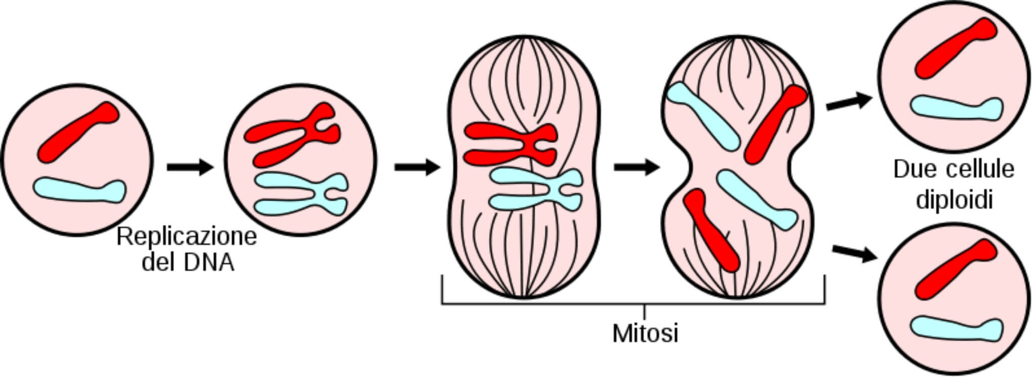 Mitosi: a cosa serve e quali sono le sue tappe fondamentali - COREBO