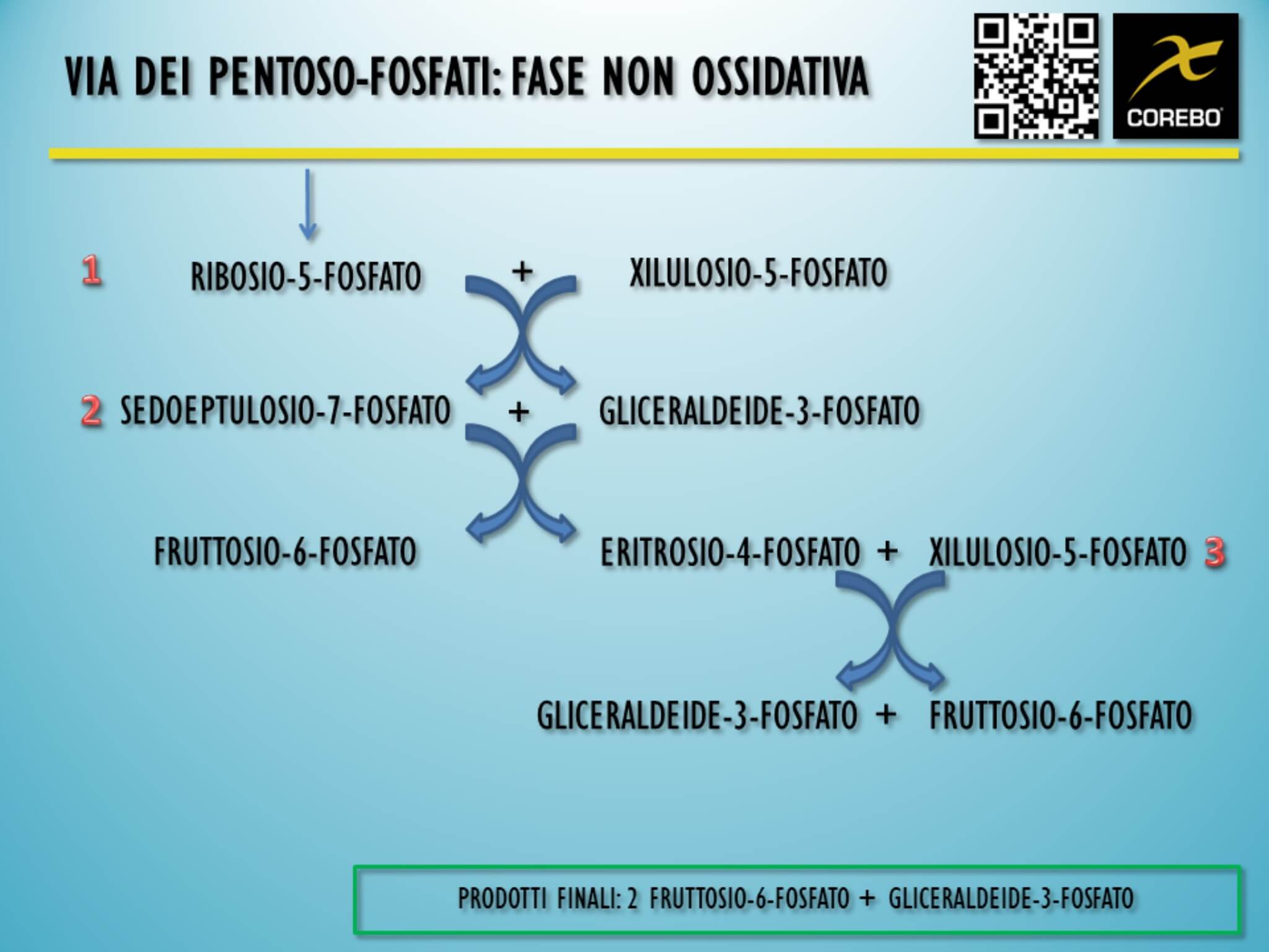 via del pentoso fosfato fase non ossidativa