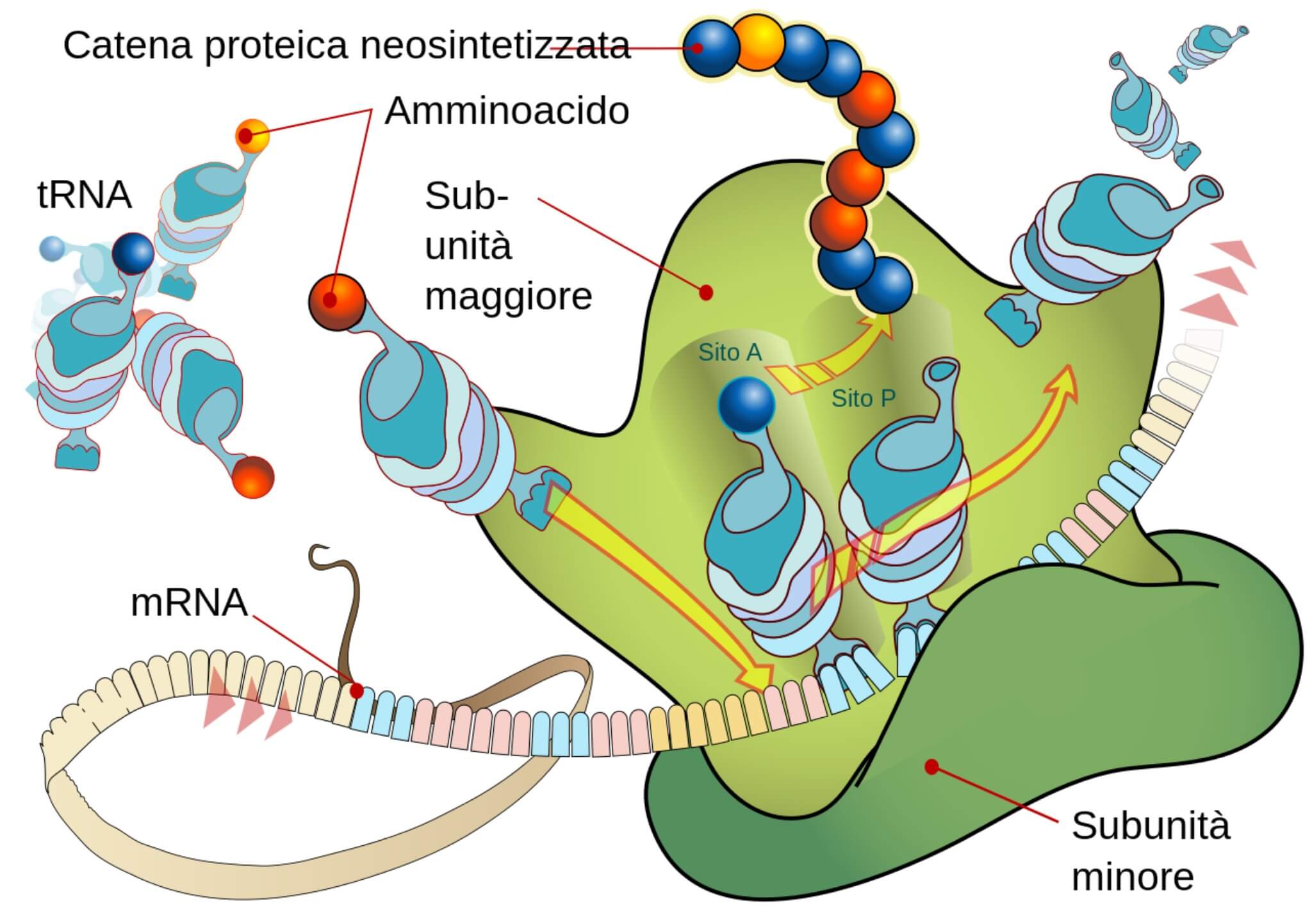 sintesi proteica