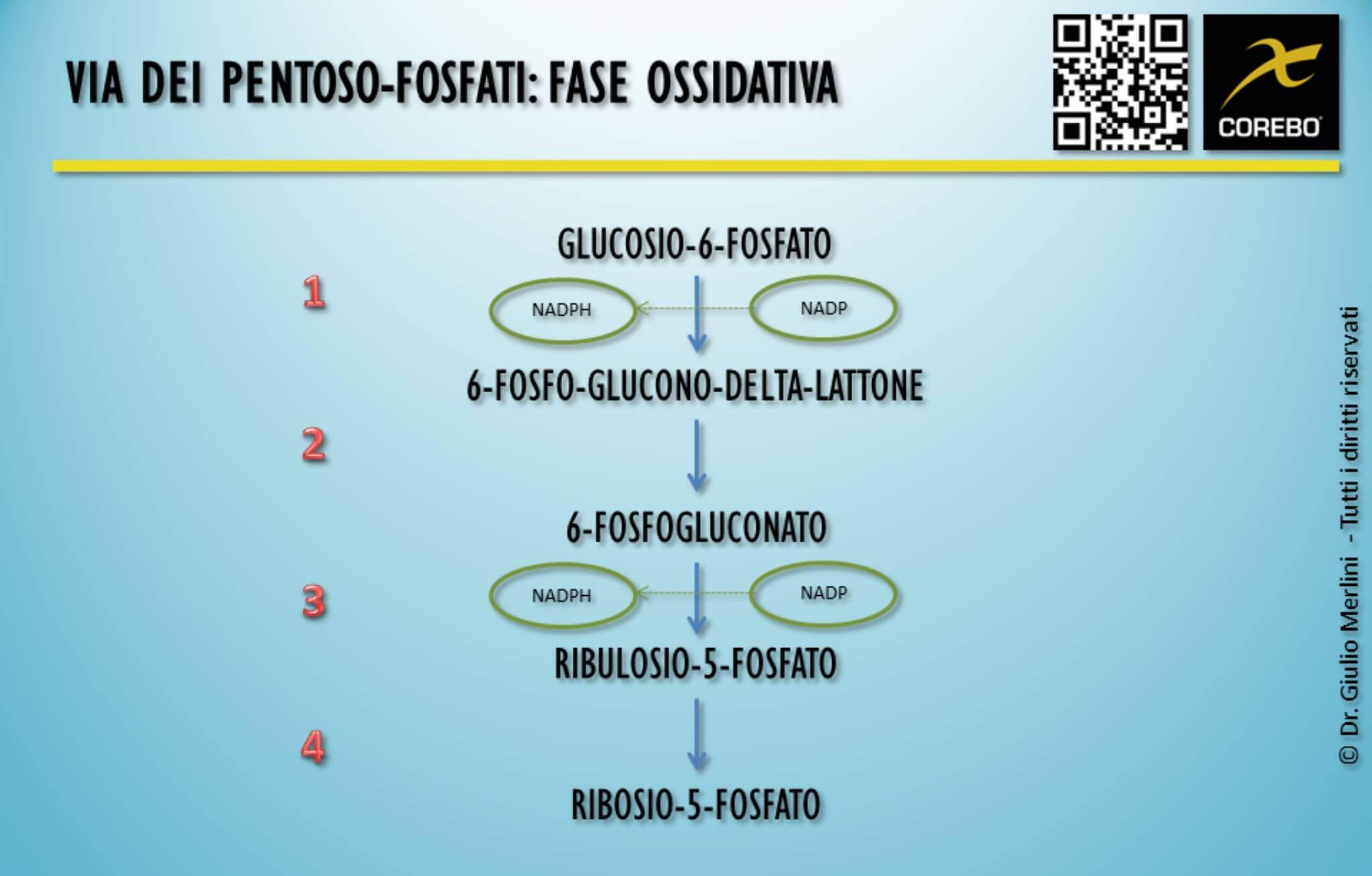 via dei pentoso fosfati