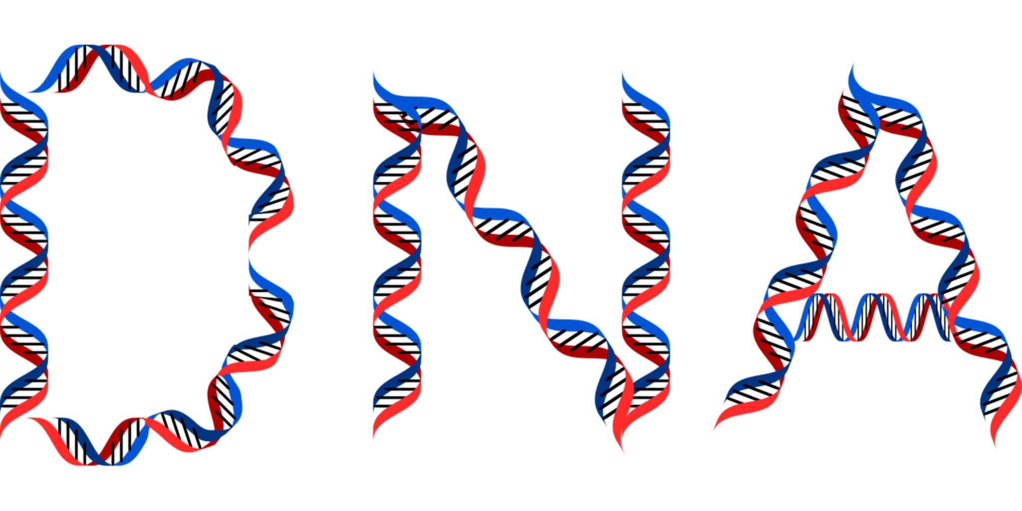 DNA