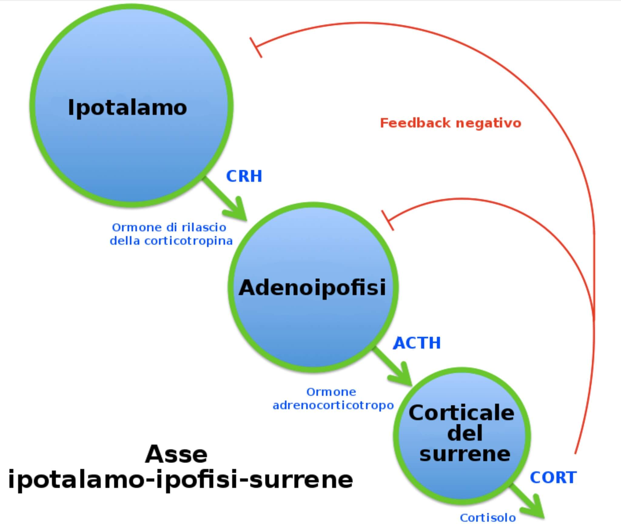 ACTH