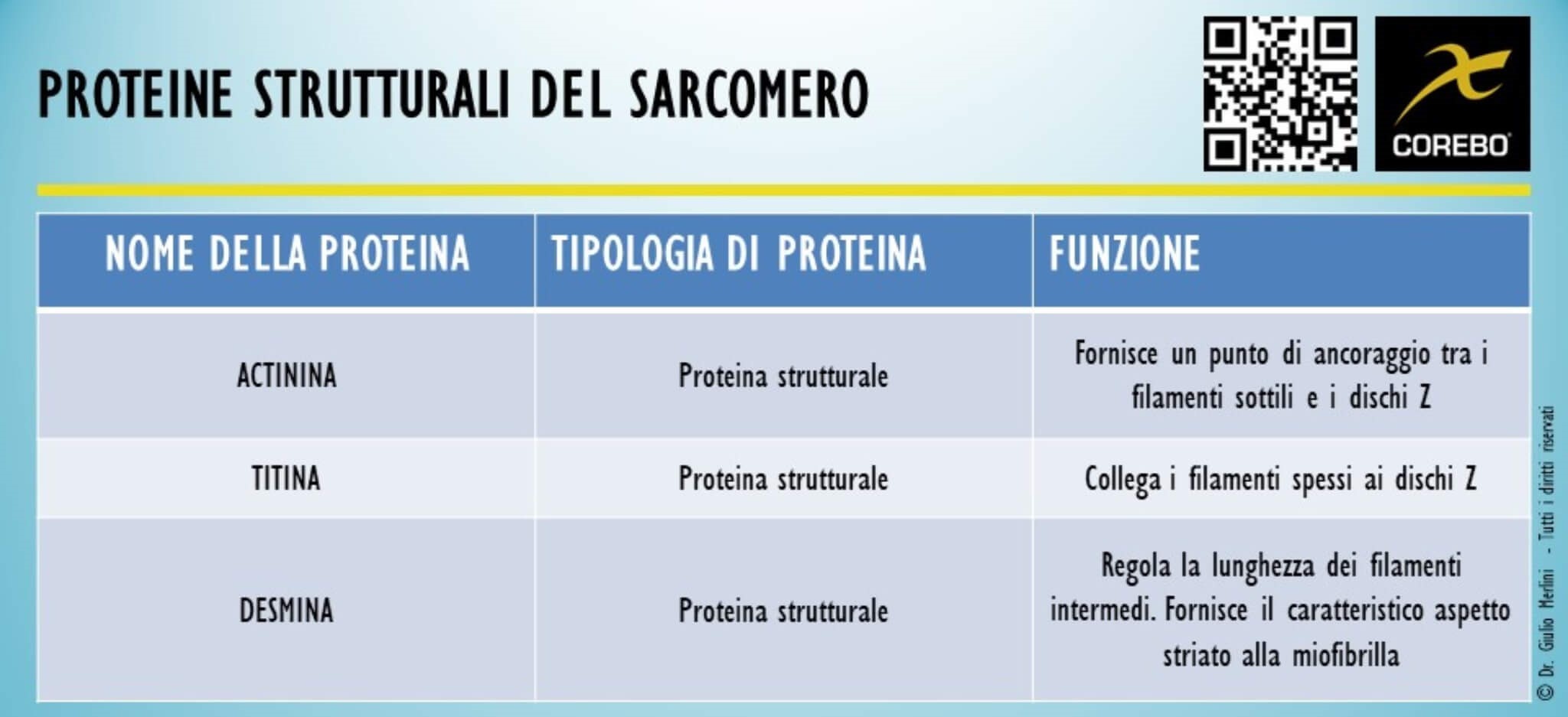 apparato locomotore e proteine strutturali del sarcomero
