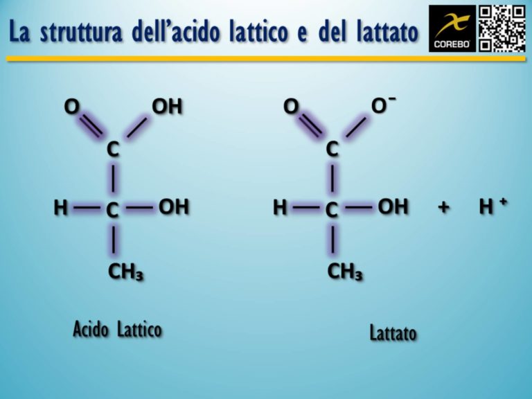 A Cosa Serve Il Ciclo Di Krebs
