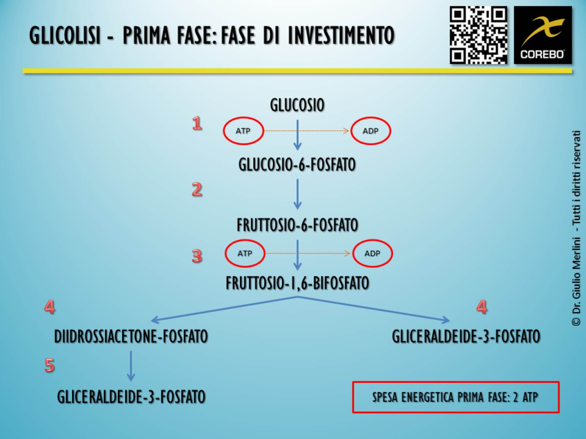 glicolisi