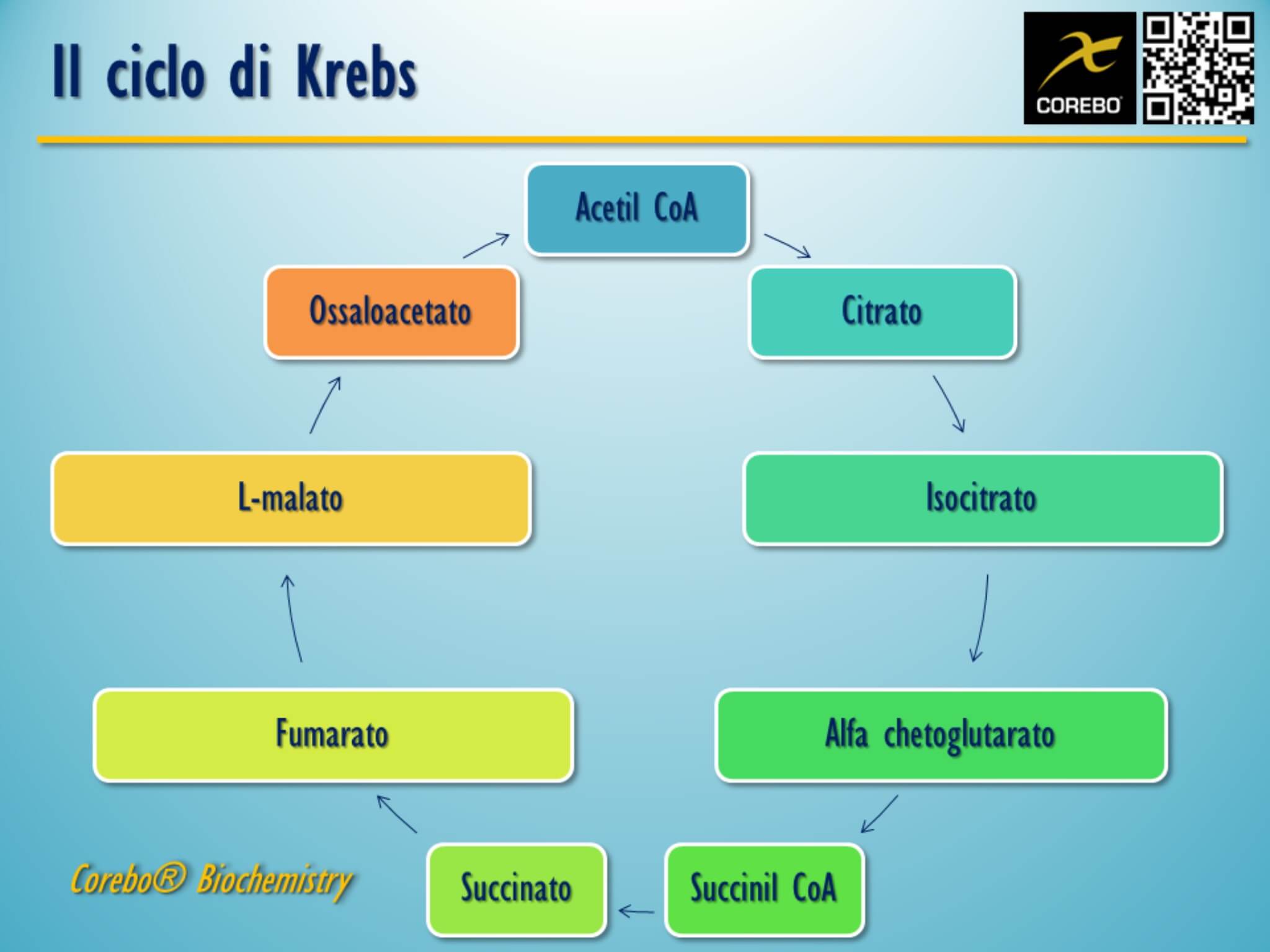biochimica ciclo di krebs