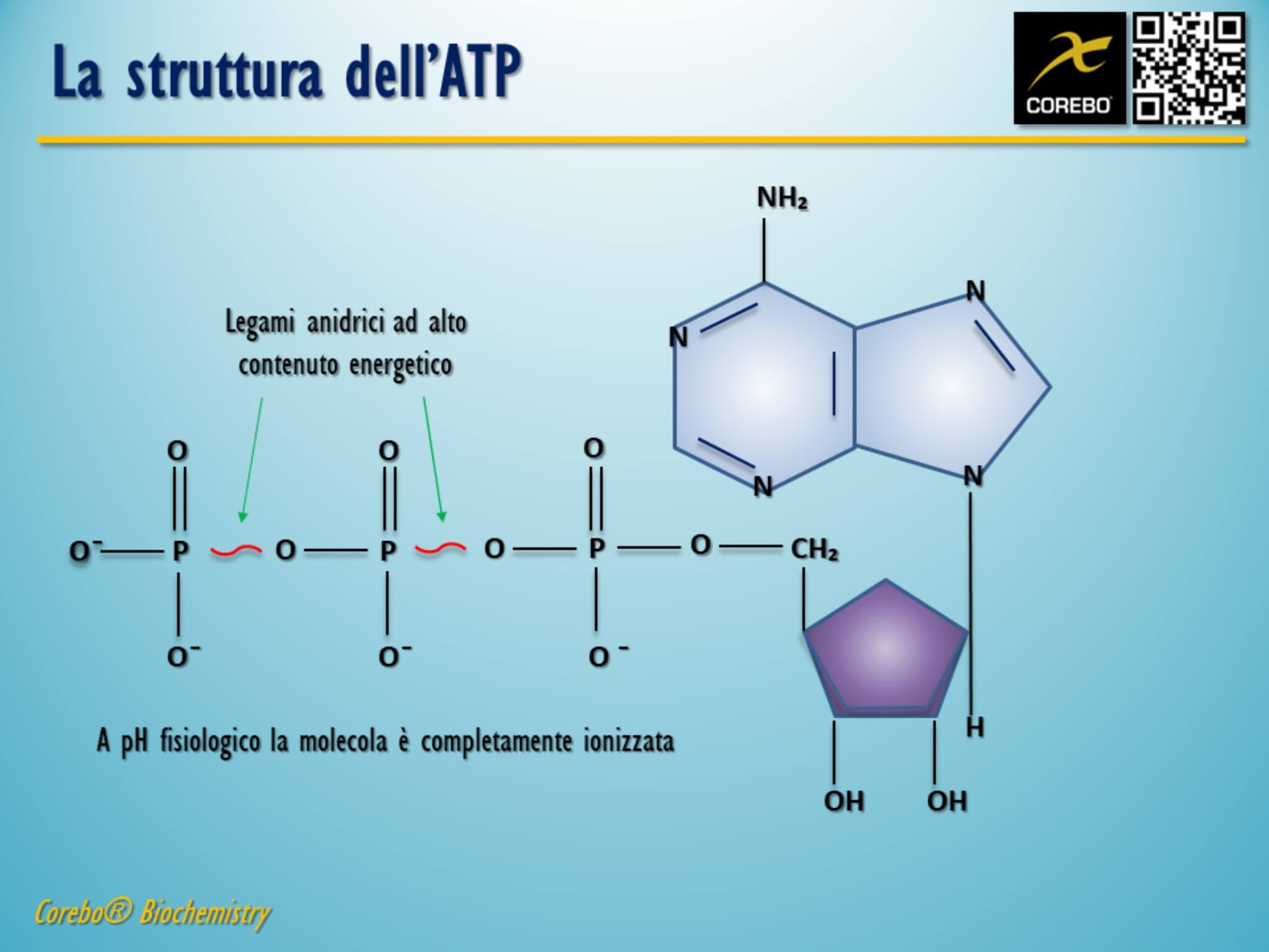 biochimica struttura ATP