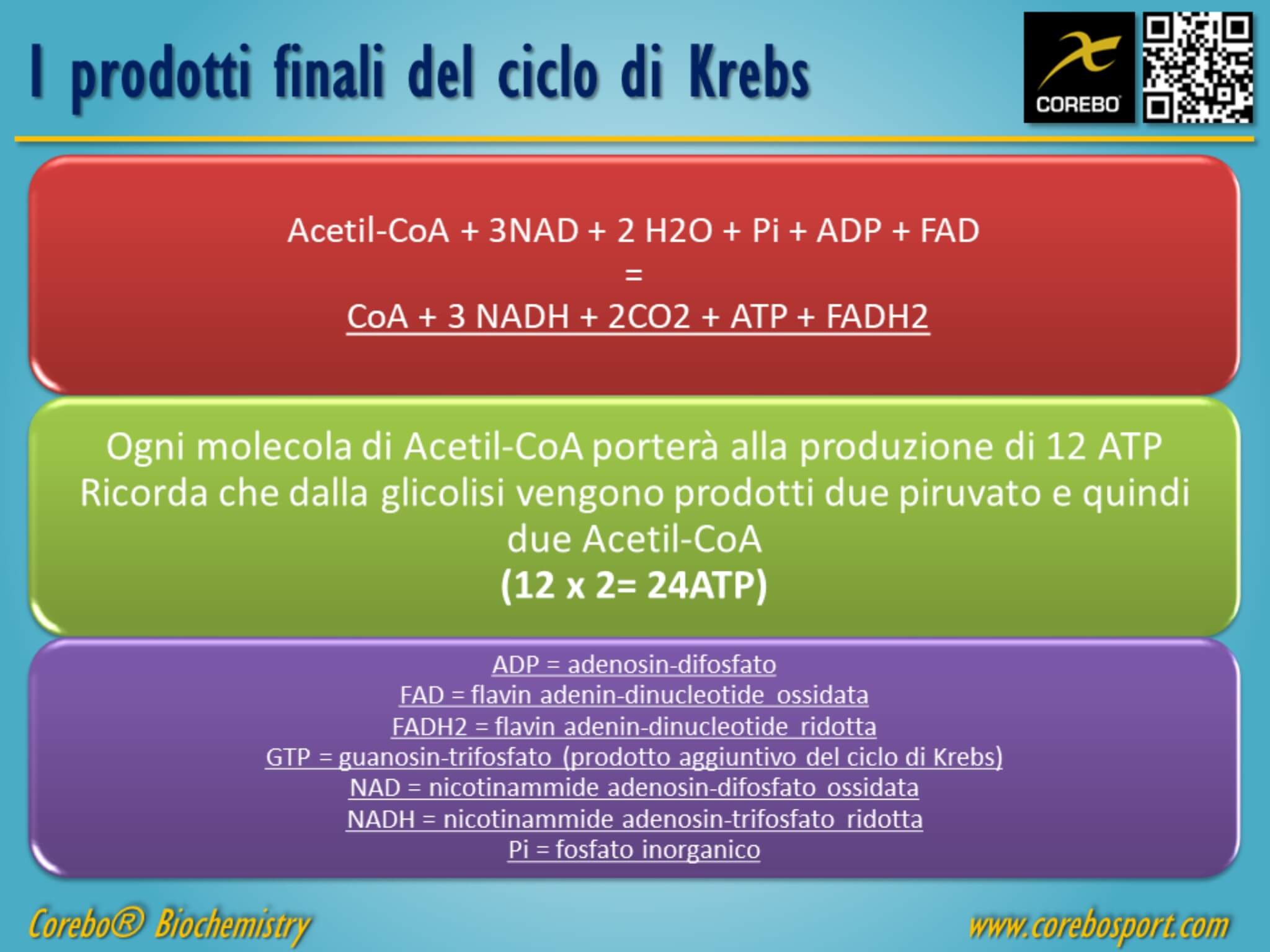 ciclo di Krebs prodotti finali