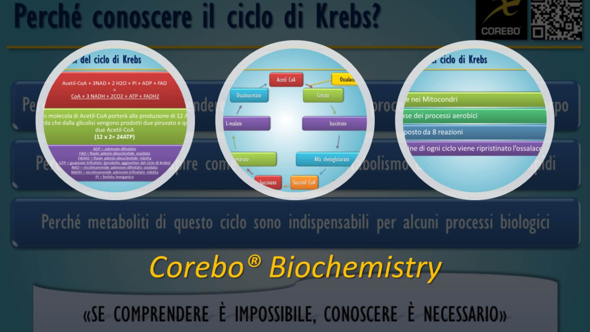 ciclo di Krebs