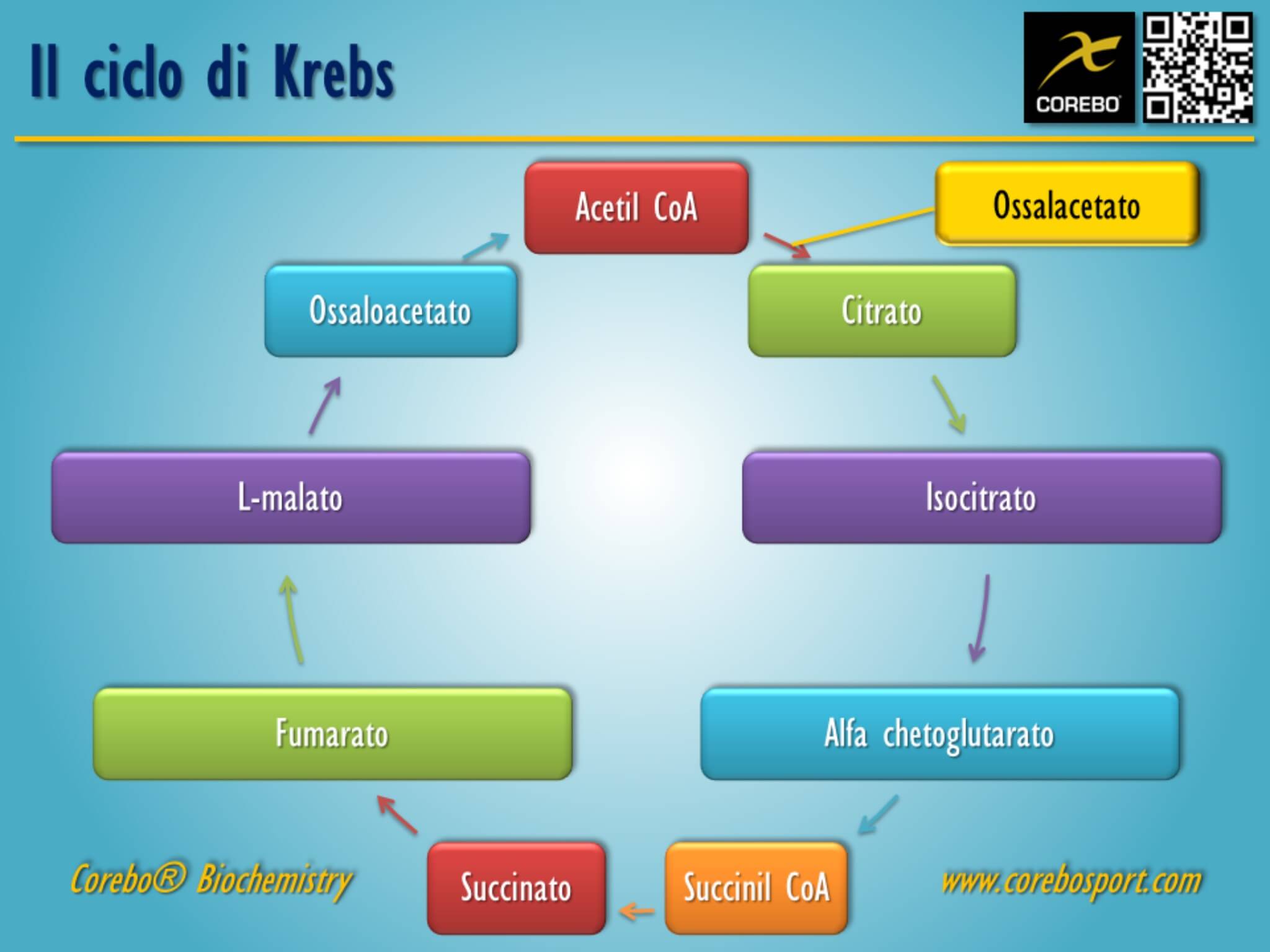 ciclo di Krebs reazioni