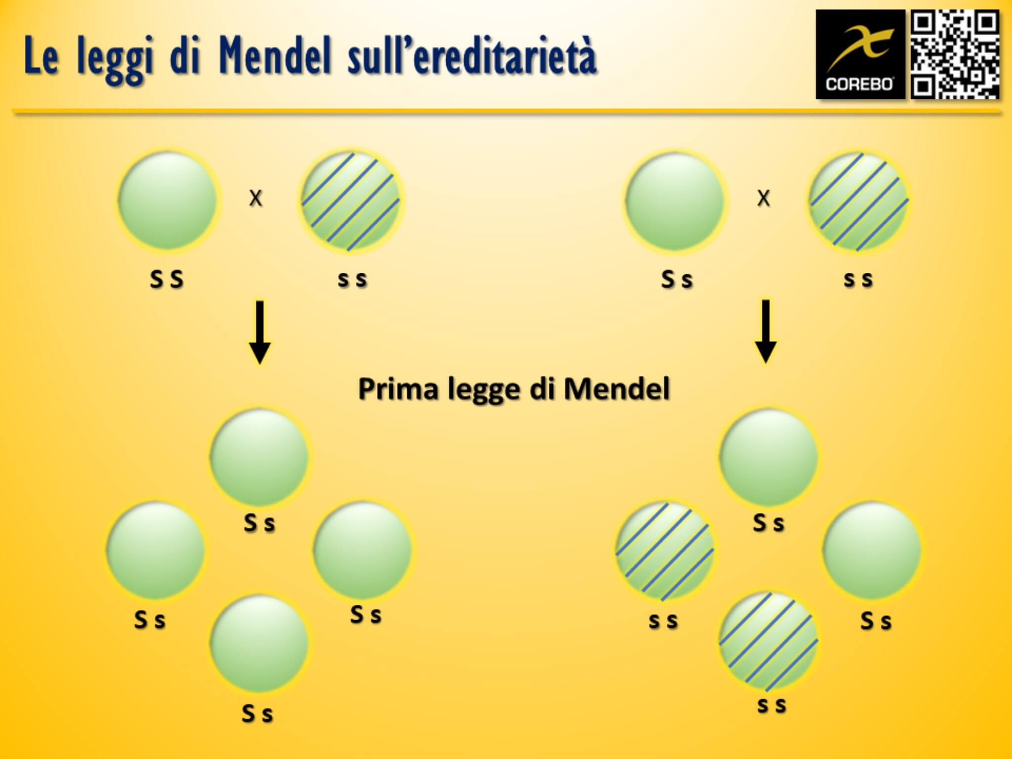 leggi di mendel