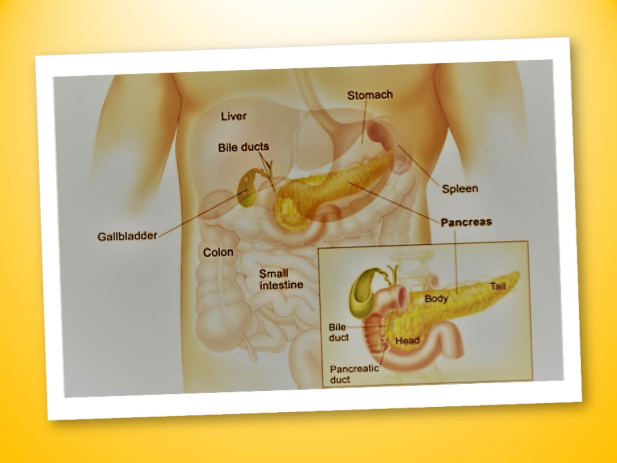 il pancreas endocrino