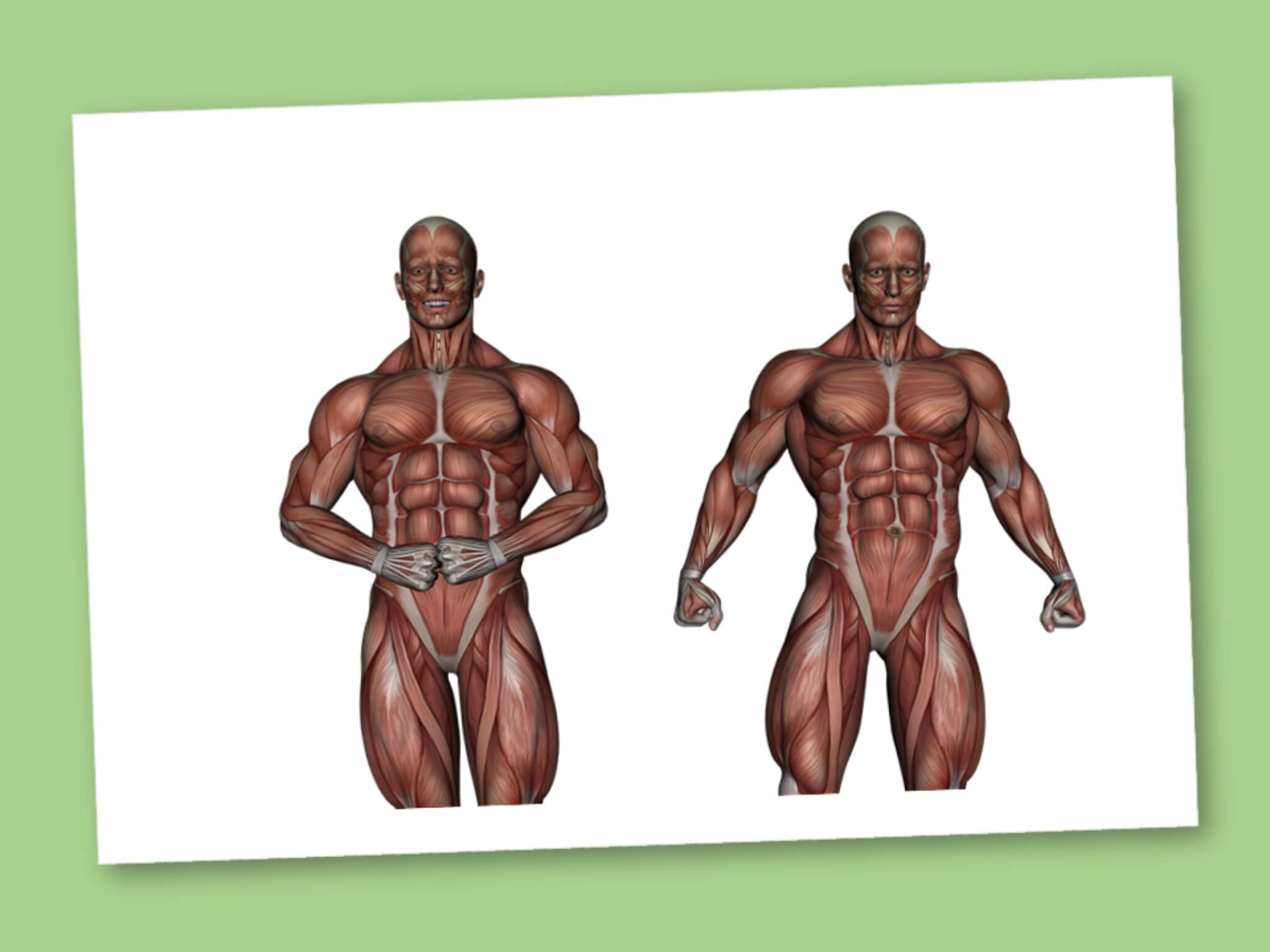 la classificazione dei muscoli