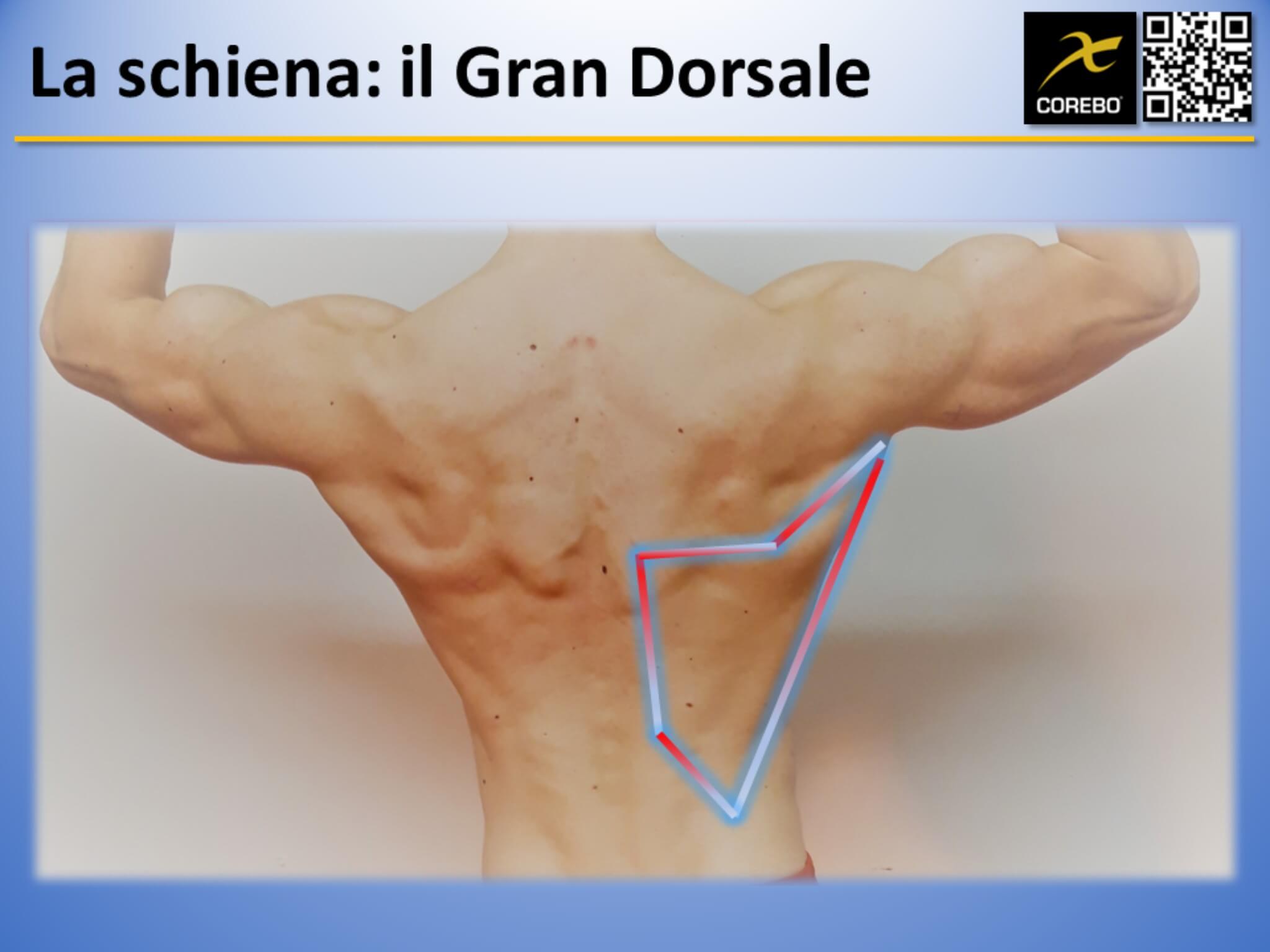 muscoli della schiena