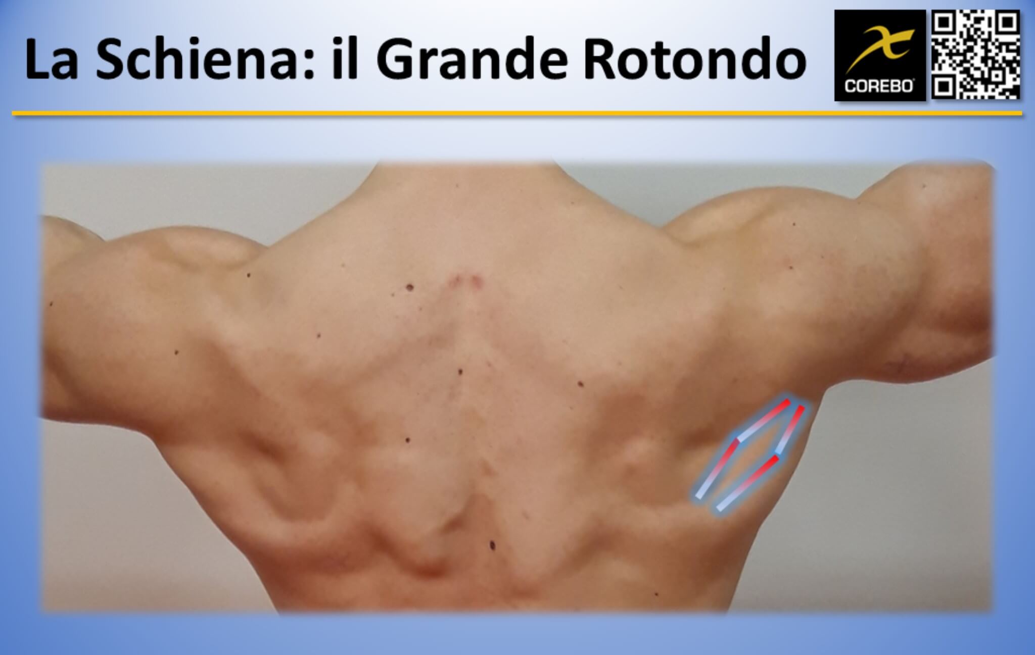 muscoli della schiena: il grande rotondo