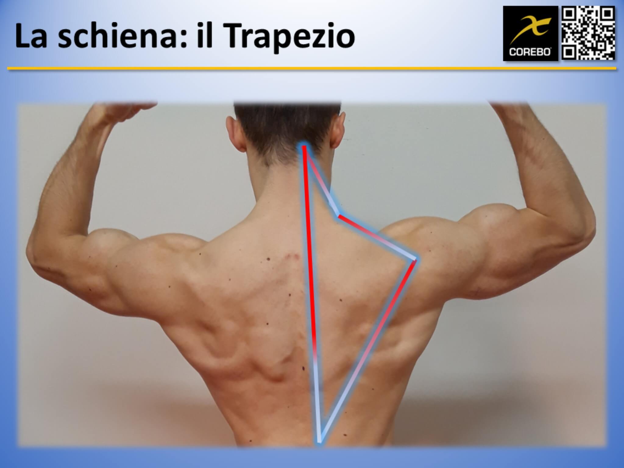 Muscoli della schiena: il trapezio