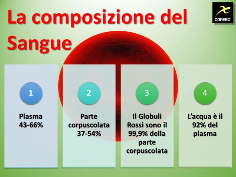 Il sangue: funzioni e composizione del volume ematico - COREBO