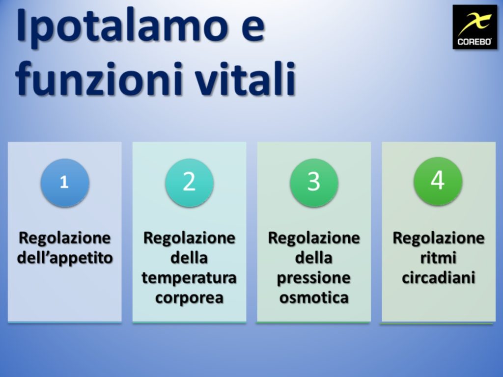 ipotalamo e le funzioni vitali