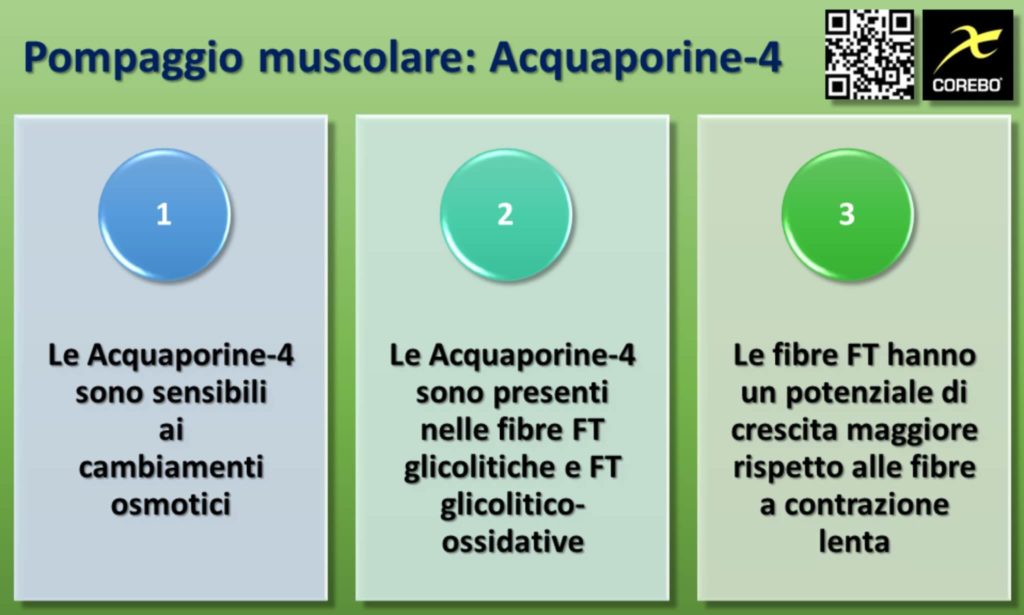 Ruolo delle Acquaporine-4 nel pompaggio muscolare