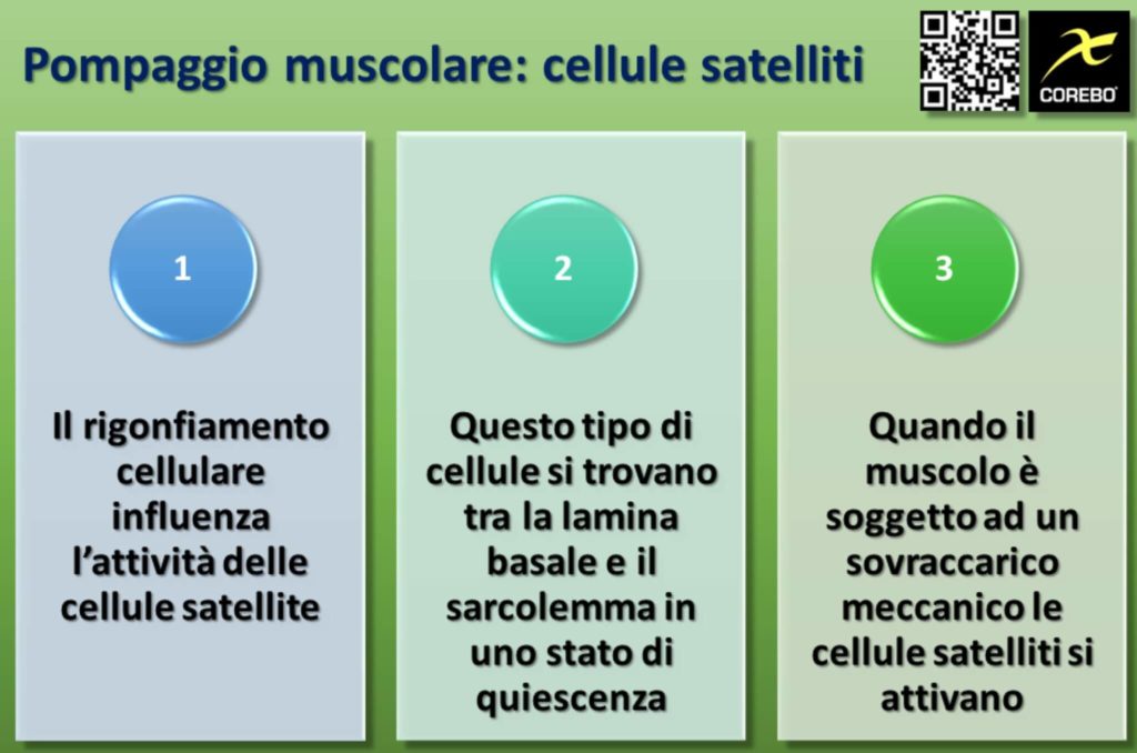 Il ruolo delle cellule satelliti nel pump muscolare