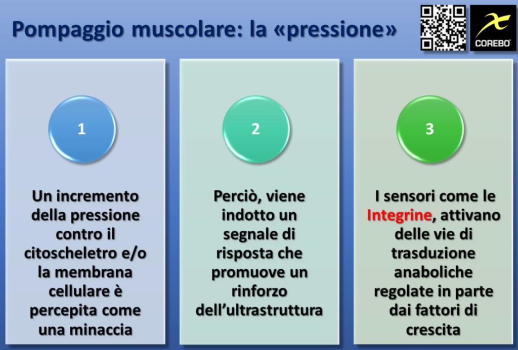 La pressione intracellulare nel pompaggio muscolare