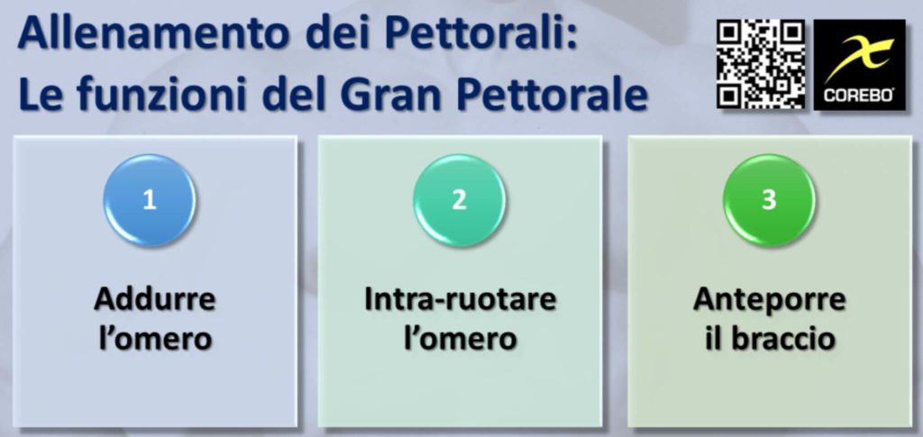 allenamento pettorali le funzioni del gran pettorale