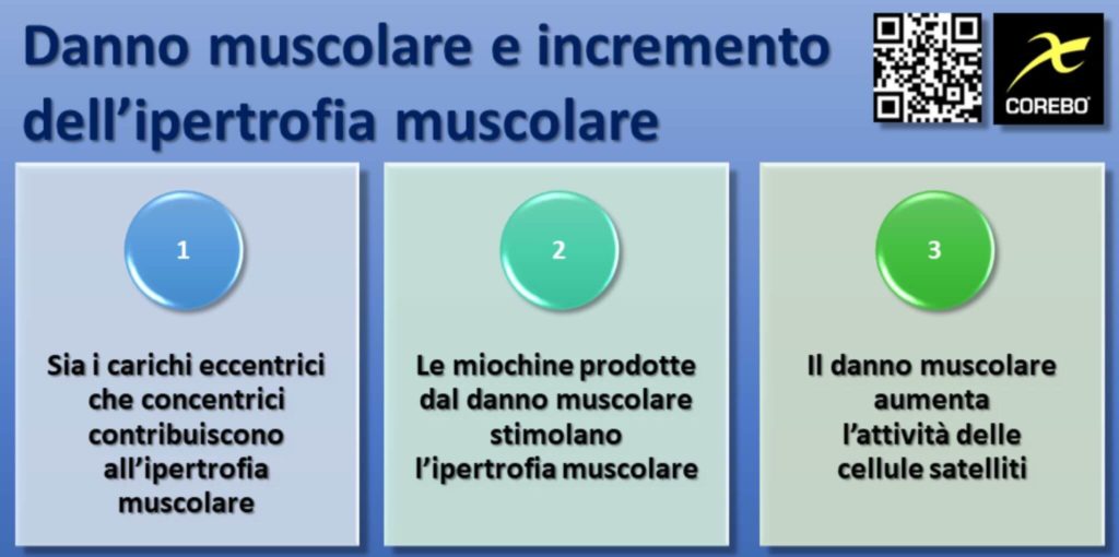 danno muscolare e ipertrofia fisiologia dell'allenamento