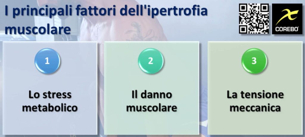 Ipertrofia muscolare: i fattori chiave