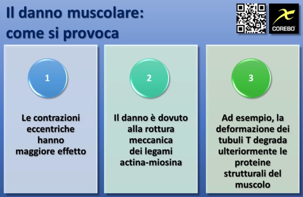 Ipertrofia muscolare e danno muscolare come ridurlo