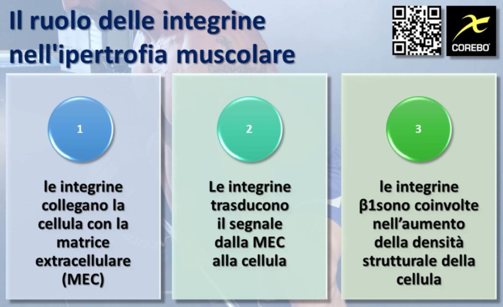 ipertrofia muscolare e integrine