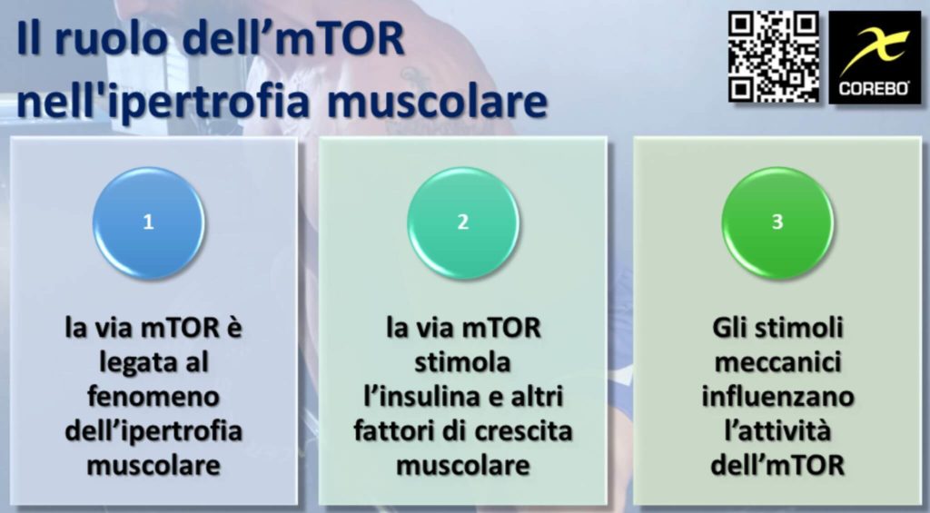 ipertrofia muscolare e mTOR