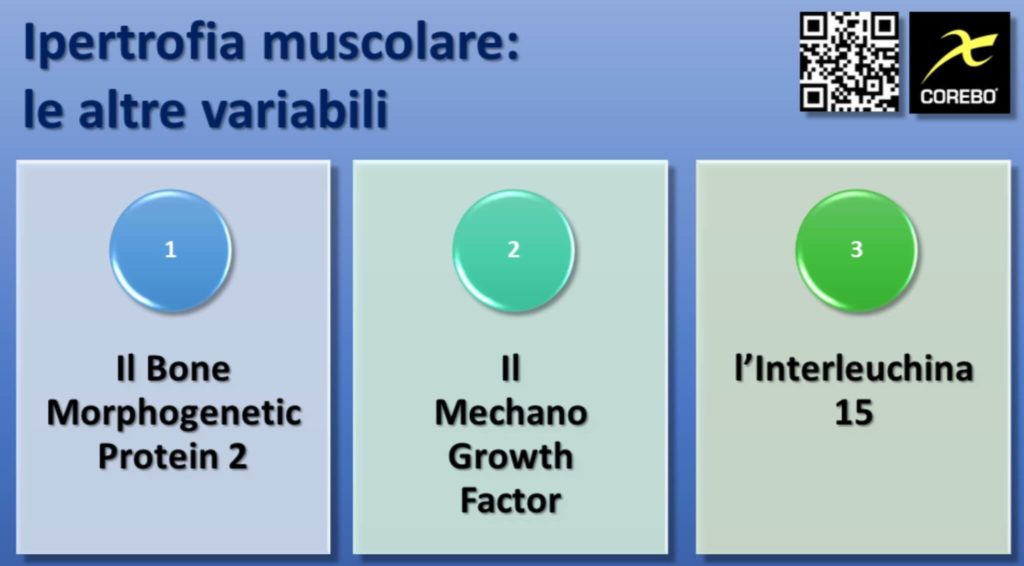 Ipertrofia Muscolare e Genetica le variabili