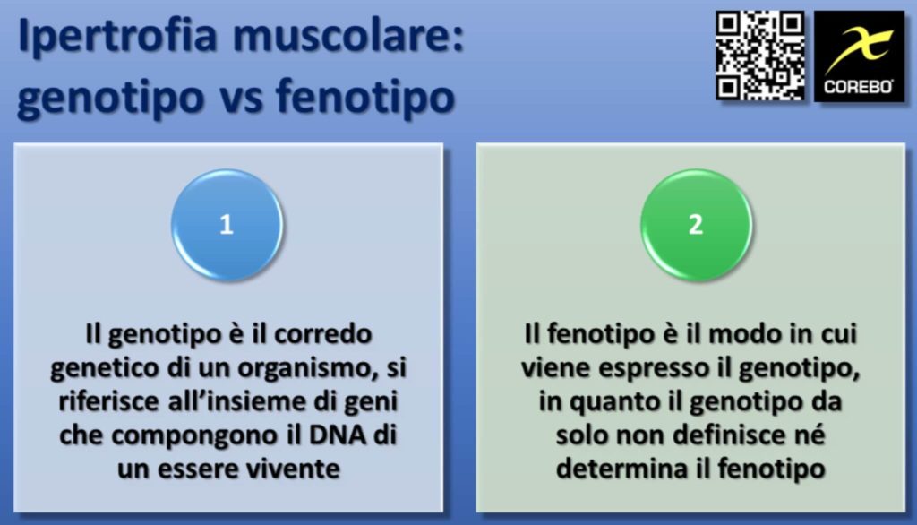 Ipertrofia Muscolare e Genetica genotipo e fenotipo