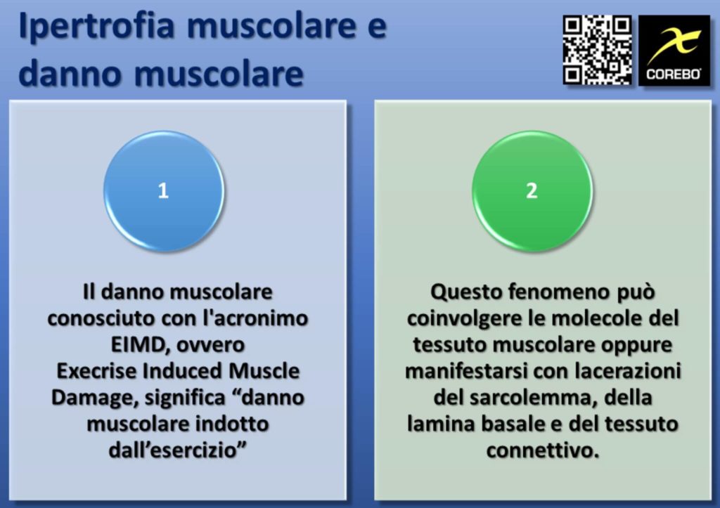 Ipertrofia muscolare e danno muscolare