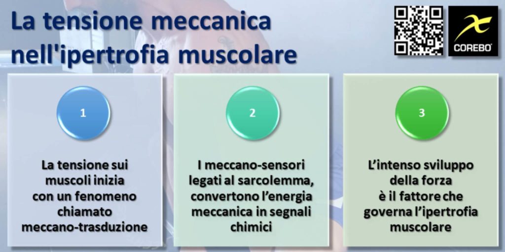 ipertrofia muscolare e tensione meccanica