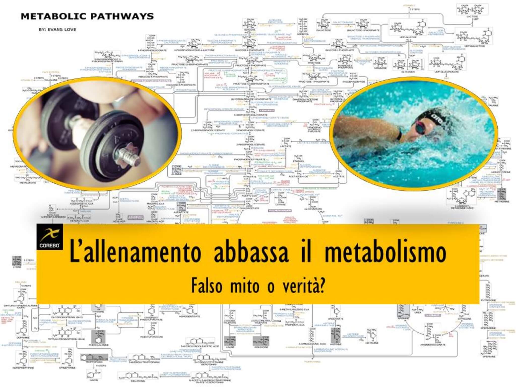 l'allenamento abbassa il metabolismo