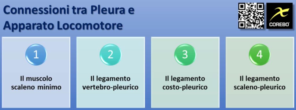 connessioni pleura e apparato locomotore