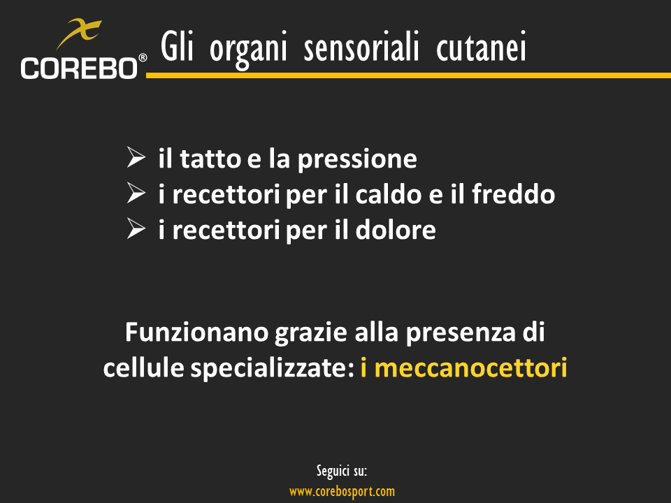 gli organi sensoriali cutanei