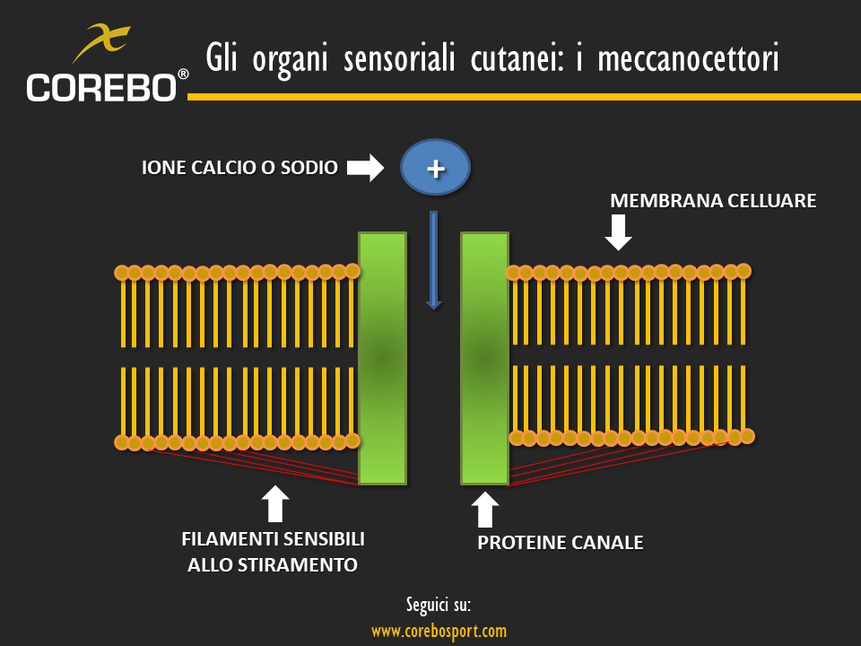 gli organi sensoriali cutanei